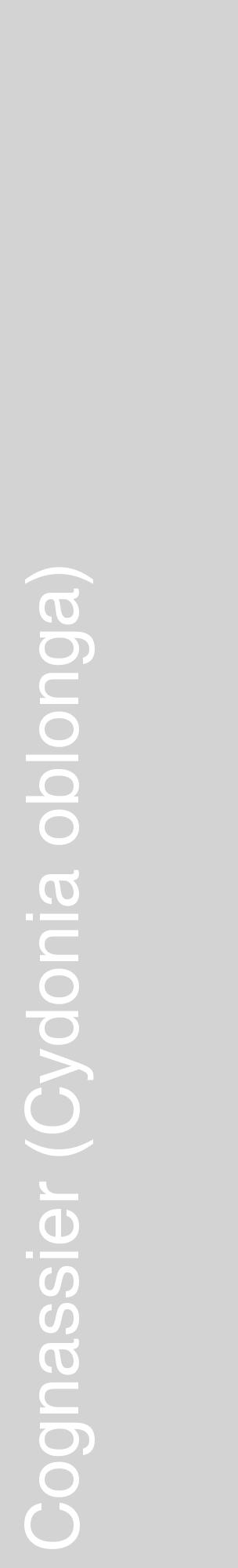 Étiquette de : Cydonia oblonga - format c - style blanche56_basiquehel avec comestibilité