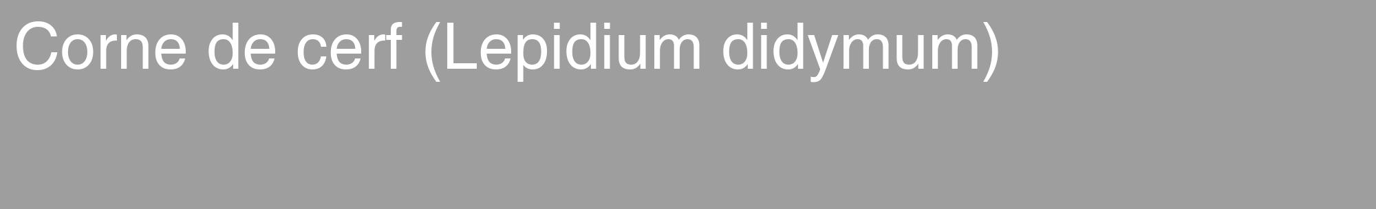 Étiquette de : Lepidium didymum - format c - style blanche42_basique_basiquehel avec comestibilité