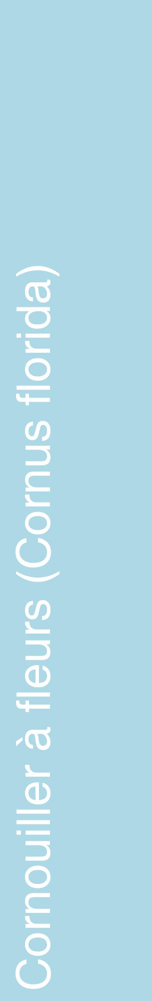 Étiquette de : Cornus florida - format c - style blanche0_basiquehel avec comestibilité