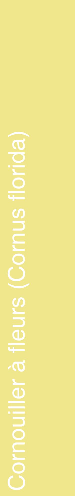 Étiquette de : Cornus florida - format c - style blanche20_basiquehel avec comestibilité