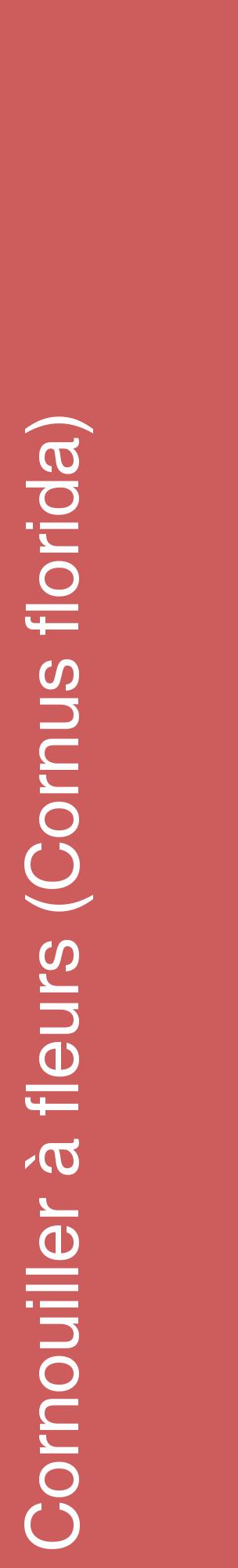 Étiquette de : Cornus florida - format c - style blanche35_basiquehel avec comestibilité