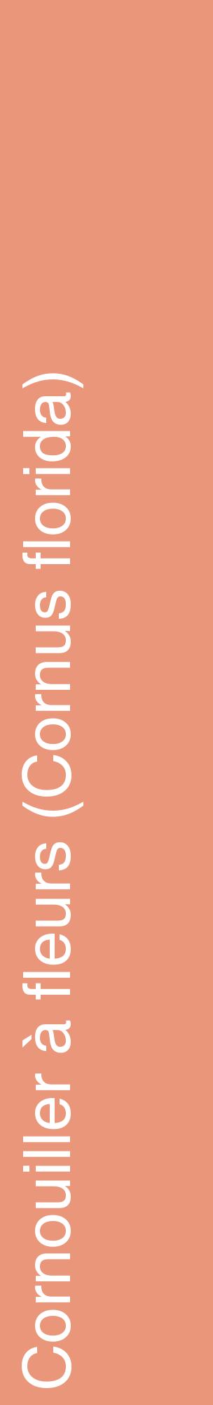 Étiquette de : Cornus florida - format c - style blanche37_basiquehel avec comestibilité