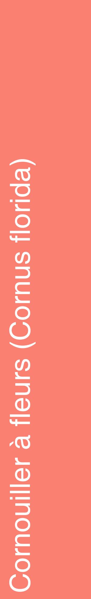 Étiquette de : Cornus florida - format c - style blanche38_basiquehel avec comestibilité