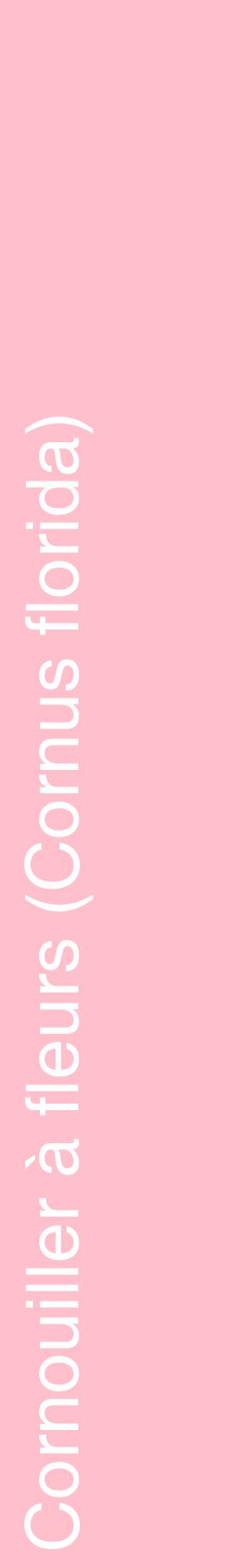 Étiquette de : Cornus florida - format c - style blanche40_basiquehel avec comestibilité