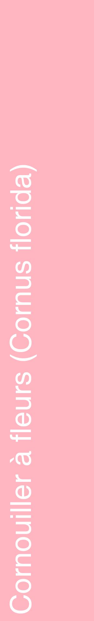 Étiquette de : Cornus florida - format c - style blanche41_basiquehel avec comestibilité