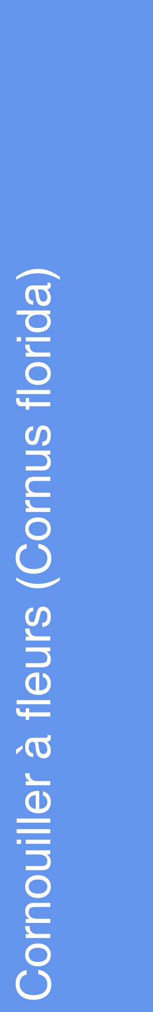 Étiquette de : Cornus florida - format c - style blanche4_basiquehel avec comestibilité