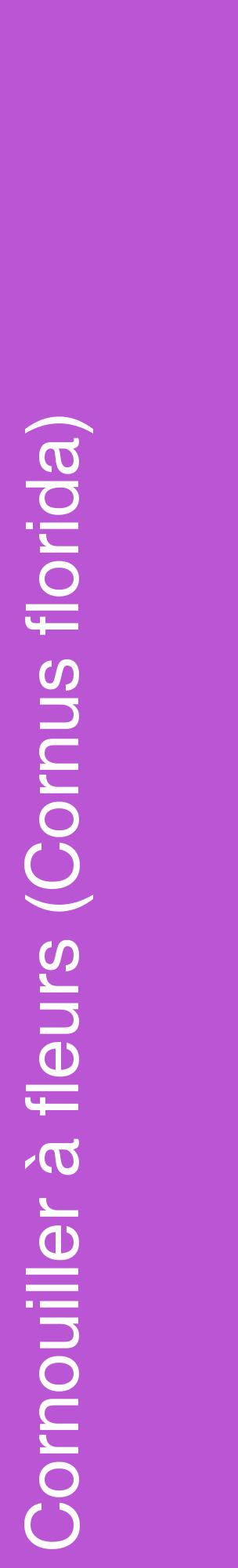Étiquette de : Cornus florida - format c - style blanche50_basiquehel avec comestibilité