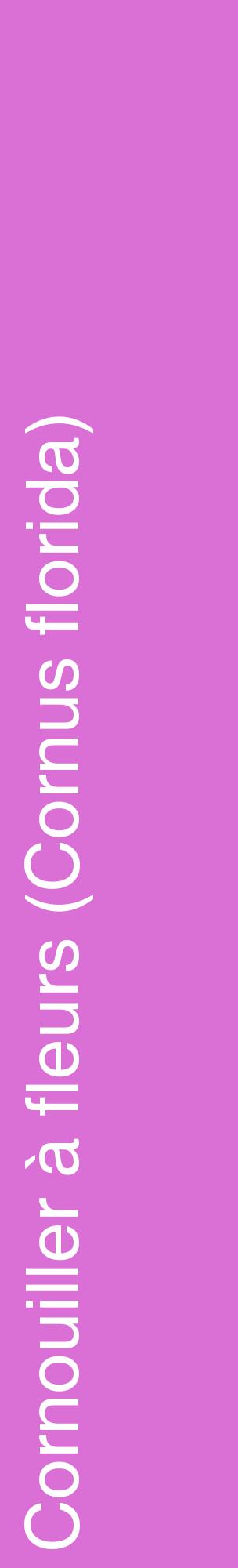 Étiquette de : Cornus florida - format c - style blanche52_basiquehel avec comestibilité