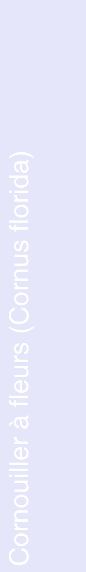 Étiquette de : Cornus florida - format c - style blanche55_basiquehel avec comestibilité