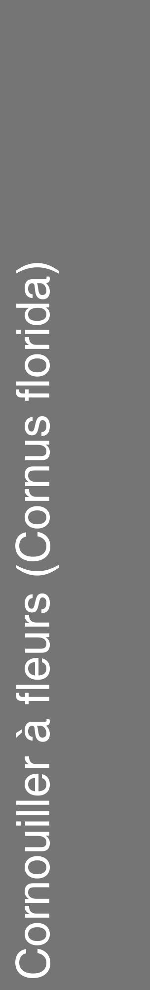 Étiquette de : Cornus florida - format c - style blanche5_basique_basiquehel avec comestibilité - position verticale