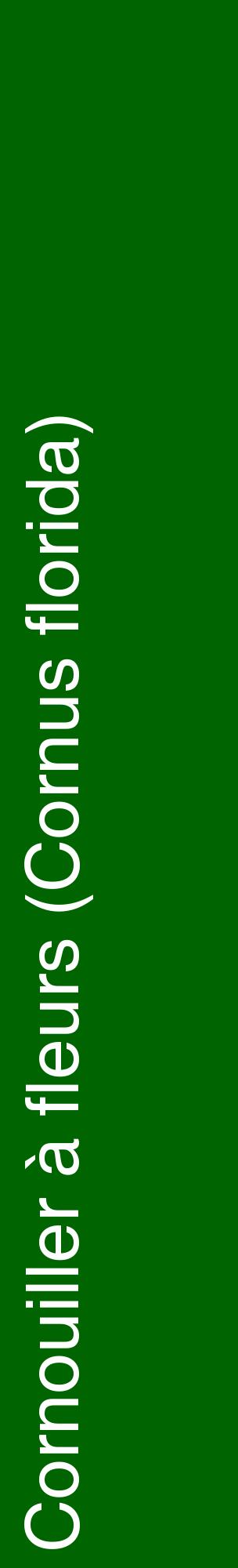 Étiquette de : Cornus florida - format c - style blanche8_basiquehel avec comestibilité
