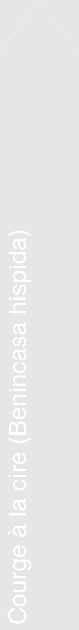 Étiquette de : Benincasa hispida - format c - style blanche18_simple_simplehel avec comestibilité - position verticale
