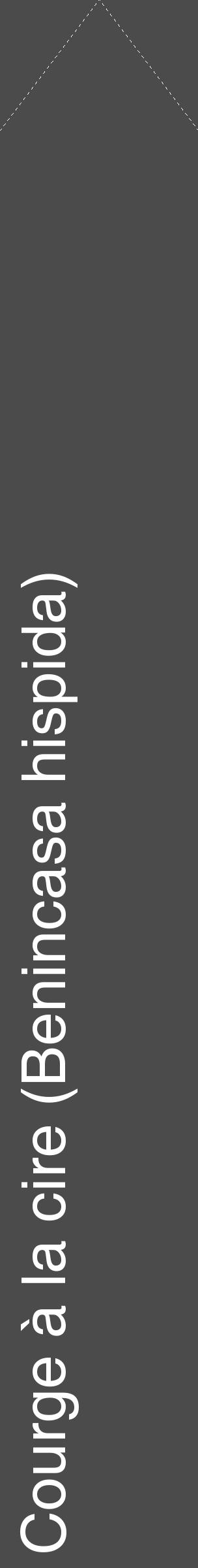 Étiquette de : Benincasa hispida - format c - style blanche9_simple_simplehel avec comestibilité - position verticale