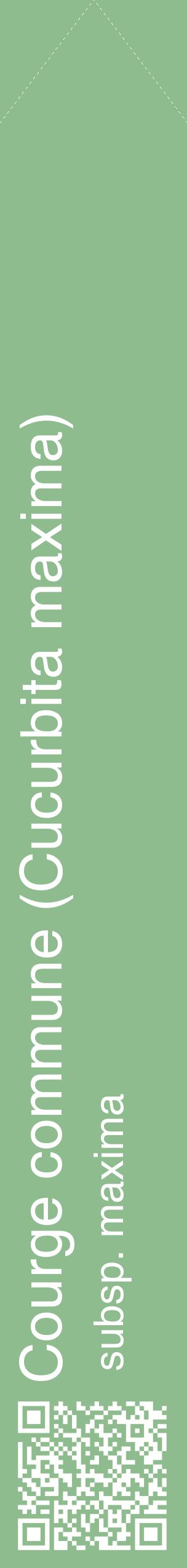 Étiquette de : Cucurbita maxima subsp. maxima - format c - style blanche13_simplehel avec qrcode et comestibilité