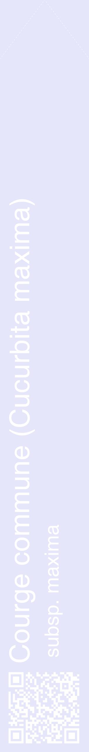 Étiquette de : Cucurbita maxima subsp. maxima - format c - style blanche55_simplehel avec qrcode et comestibilité