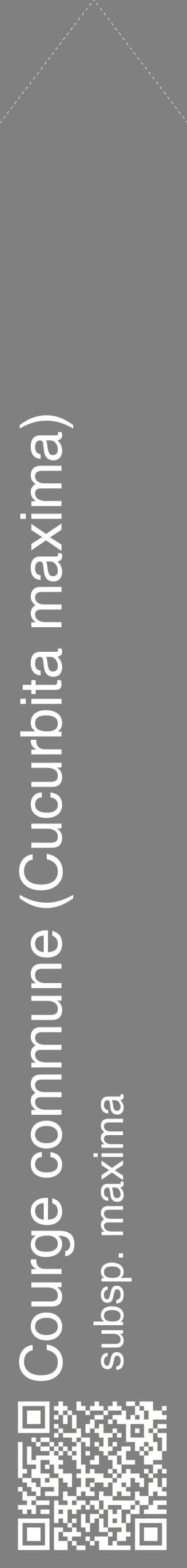 Étiquette de : Cucurbita maxima subsp. maxima - format c - style blanche57_simplehel avec qrcode et comestibilité