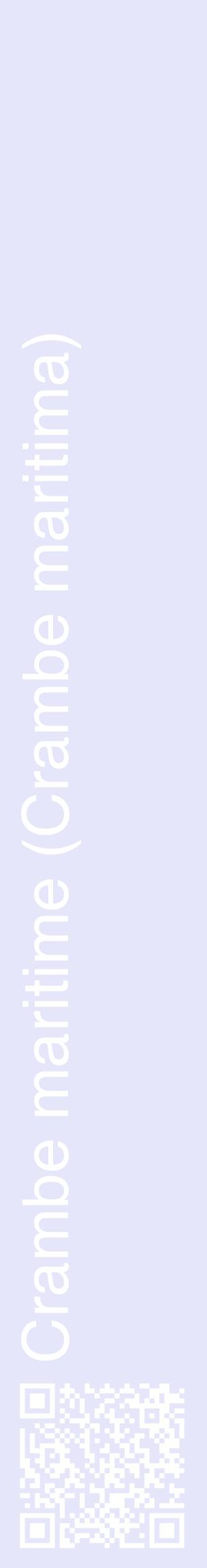 Étiquette de : Crambe maritima - format c - style blanche55_basiquehel avec qrcode et comestibilité
