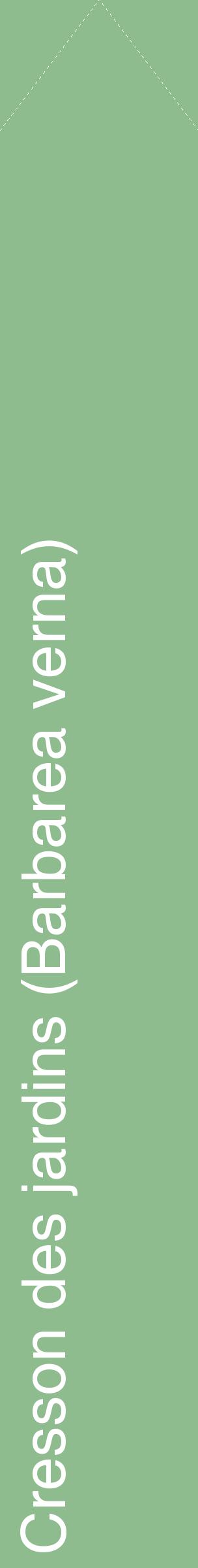 Étiquette de : Barbarea verna - format c - style blanche13_simplehel avec comestibilité