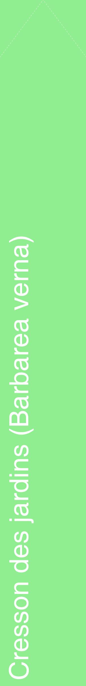 Étiquette de : Barbarea verna - format c - style blanche15_simplehel avec comestibilité