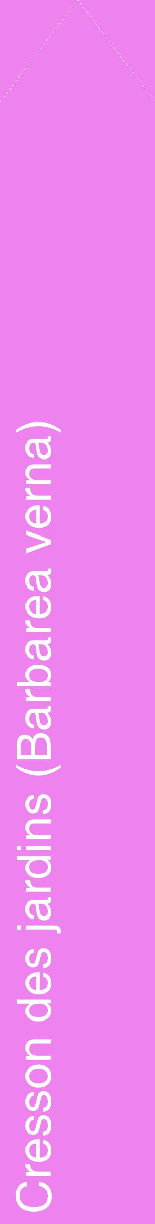 Étiquette de : Barbarea verna - format c - style blanche53_simplehel avec comestibilité