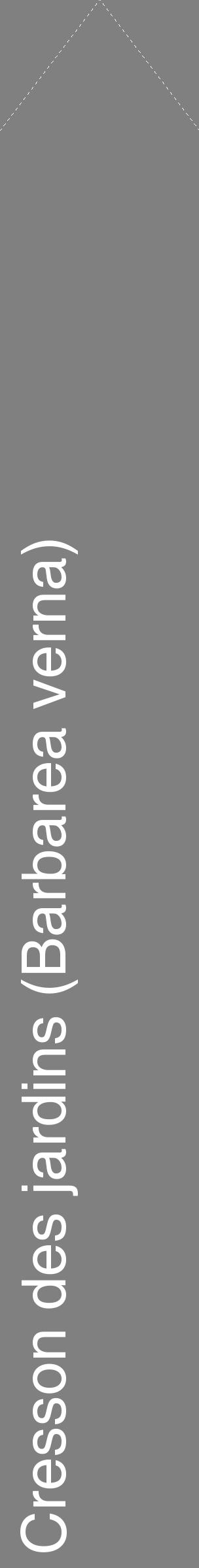 Étiquette de : Barbarea verna - format c - style blanche57_simplehel avec comestibilité
