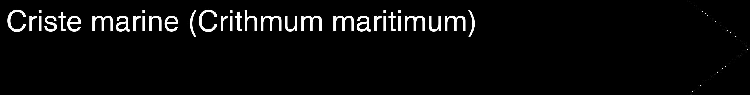 Étiquette de : Crithmum maritimum - format c - style blanche59_simple_simplehel avec comestibilité