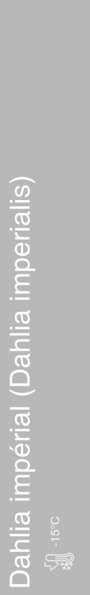 Étiquette de : Dahlia imperialis - format c - style blanche39_basique_basiquehel avec comestibilité - position verticale