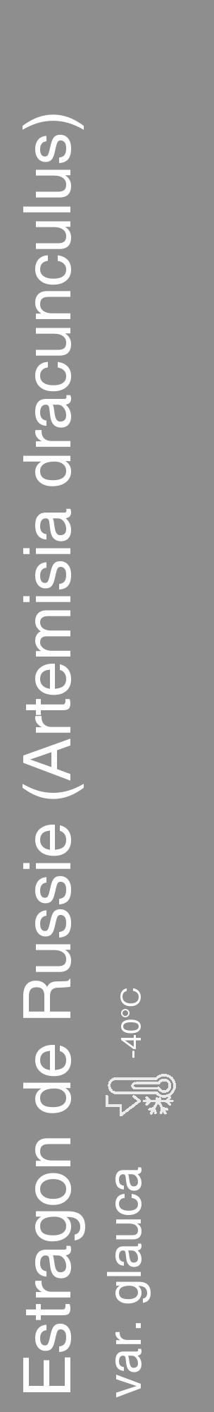 Étiquette de : Artemisia dracunculus var. glauca - format c - style blanche25_basique_basiquehel avec comestibilité - position verticale