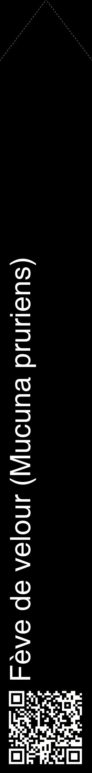 Étiquette de : Mucuna pruriens - format c - style blanche59_simplehel avec qrcode et comestibilité