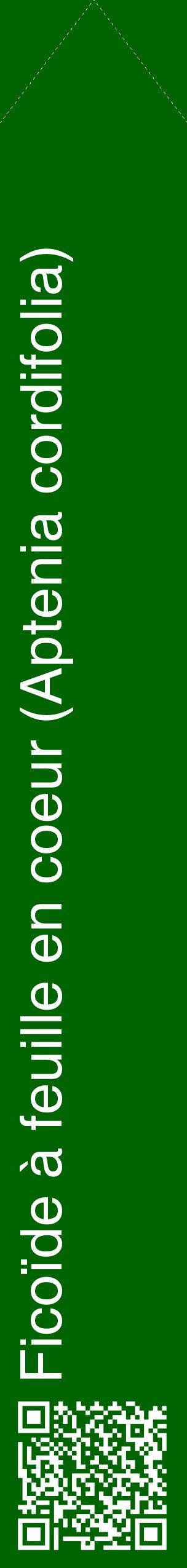 Étiquette de : Aptenia cordifolia - format c - style blanche8_simplehel avec qrcode et comestibilité
