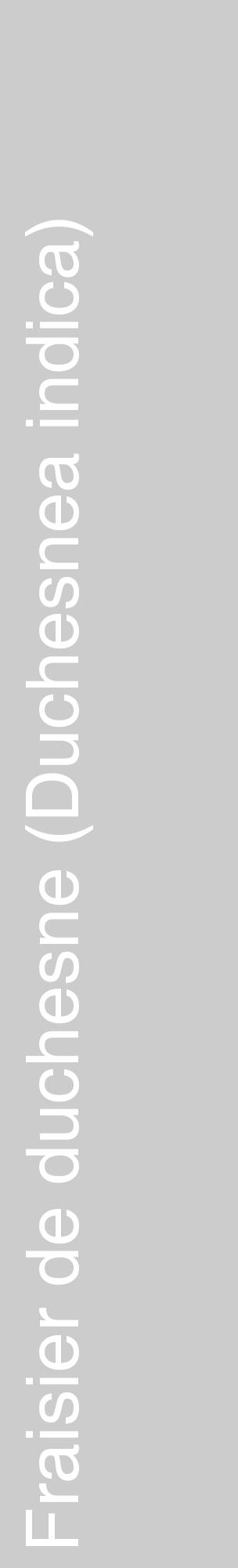 Étiquette de : Duchesnea indica - format c - style blanche0_basique_basiquehel avec comestibilité - position verticale
