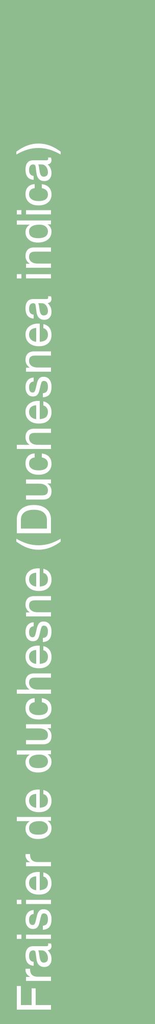 Étiquette de : Duchesnea indica - format c - style blanche13_basiquehel avec comestibilité
