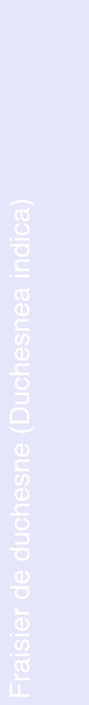 Étiquette de : Duchesnea indica - format c - style blanche55_simplehel avec comestibilité
