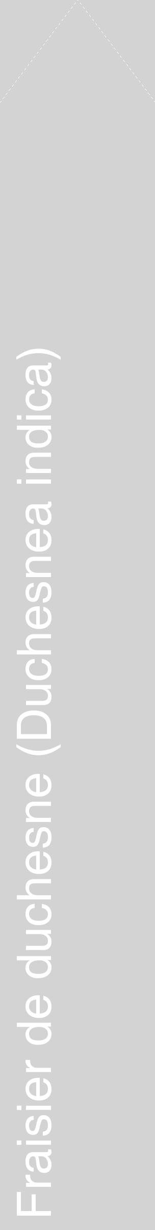 Étiquette de : Duchesnea indica - format c - style blanche56_simplehel avec comestibilité