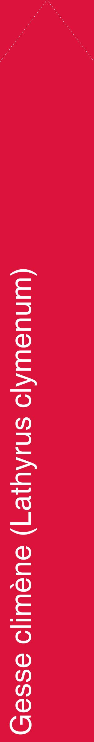 Étiquette de : Lathyrus clymenum - format c - style blanche36_simplehel avec comestibilité