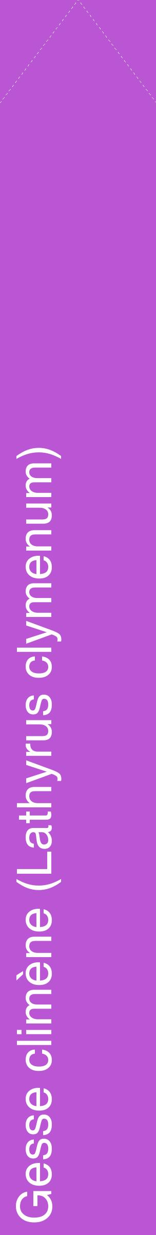 Étiquette de : Lathyrus clymenum - format c - style blanche50_simplehel avec comestibilité