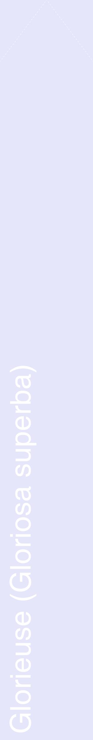 Étiquette de : Gloriosa superba - format c - style blanche55_simplehel avec comestibilité