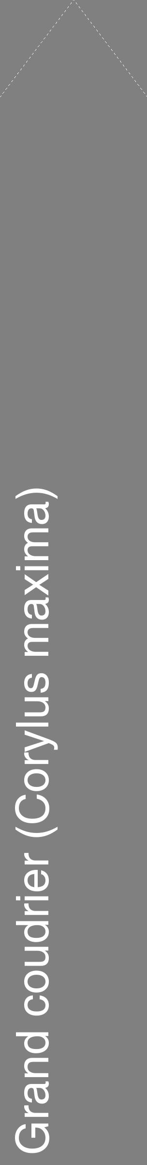 Étiquette de : Corylus maxima - format c - style blanche57_simplehel avec comestibilité