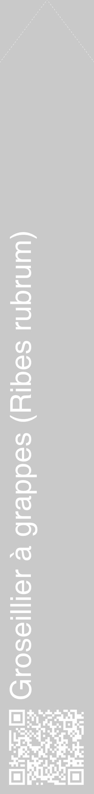 Étiquette de : Ribes rubrum - format c - style blanche54_simple_simplehel avec qrcode et comestibilité - position verticale
