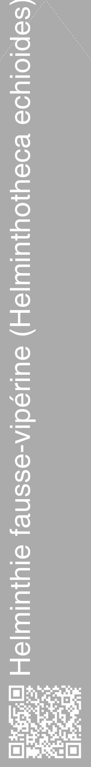 Étiquette de : Helminthotheca echioides - format c - style blanche37_simple_simplehel avec qrcode et comestibilité - position verticale