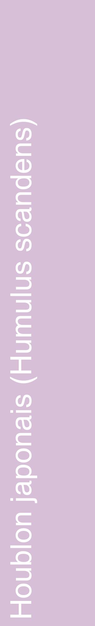 Étiquette de : Humulus scandens - format c - style blanche54_basiquehel avec comestibilité
