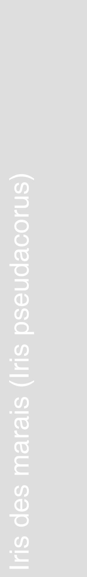 Étiquette de : Iris pseudacorus - format c - style blanche20_basique_basiquehel avec comestibilité - position verticale