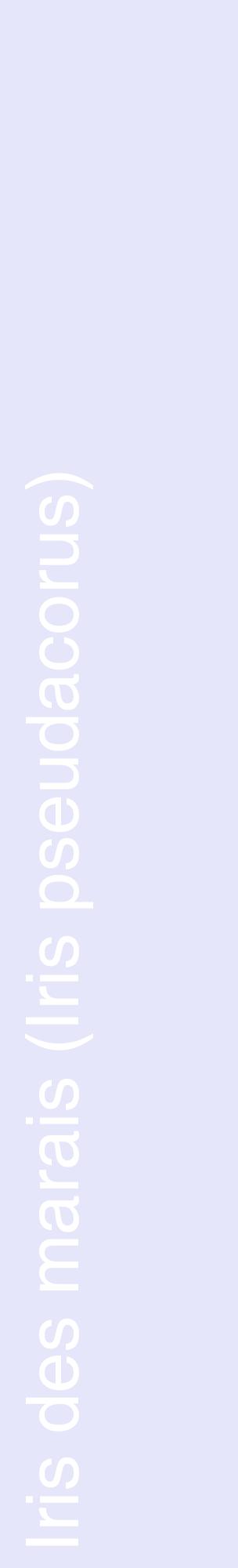 Étiquette de : Iris pseudacorus - format c - style blanche55_basiquehel avec comestibilité