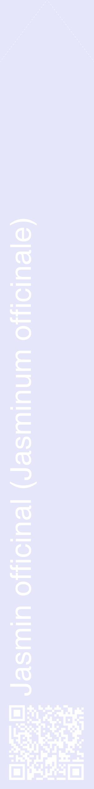 Étiquette de : Jasminum officinale - format c - style blanche55_simplehel avec qrcode et comestibilité