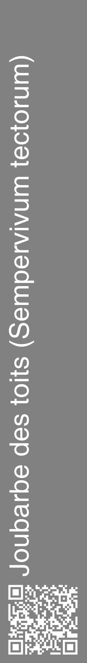 Étiquette de : Sempervivum tectorum - format c - style blanche50_basique_basiquehel avec qrcode et comestibilité - position verticale