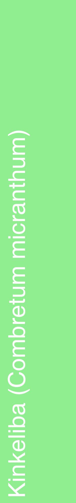 Étiquette de : Combretum micranthum - format c - style blanche15_basiquehel avec comestibilité