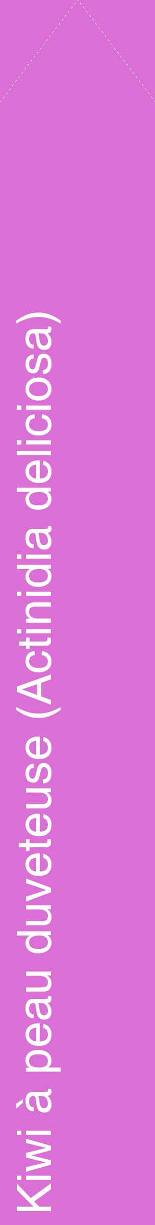 Étiquette de : Actinidia deliciosa - format c - style blanche52_simplehel avec comestibilité