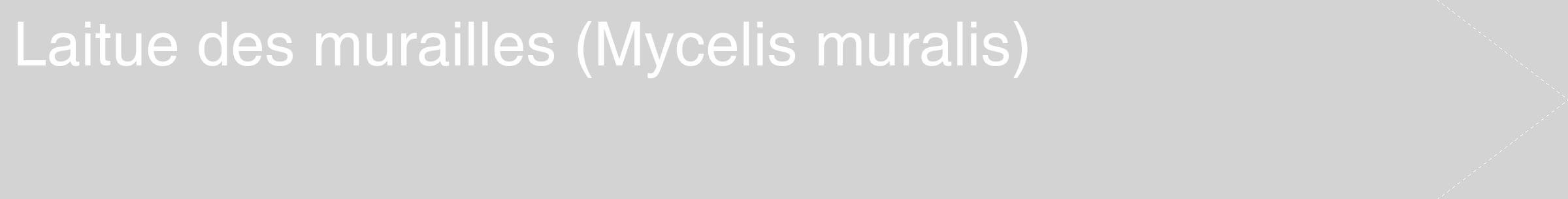 Étiquette de : Mycelis muralis - format c - style blanche56_simple_simplehel avec comestibilité