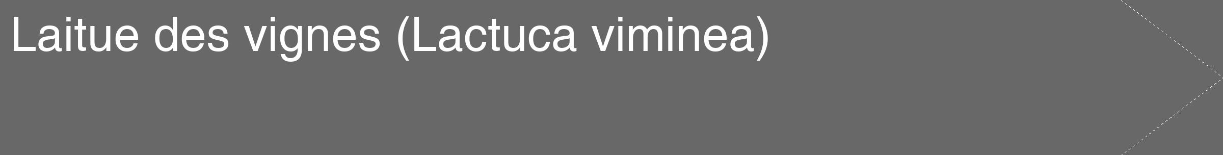 Étiquette de : Lactuca viminea - format c - style blanche43_simple_simplehel avec comestibilité