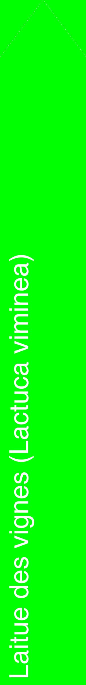 Étiquette de : Lactuca viminea - format c - style blanche16_simplehel avec comestibilité